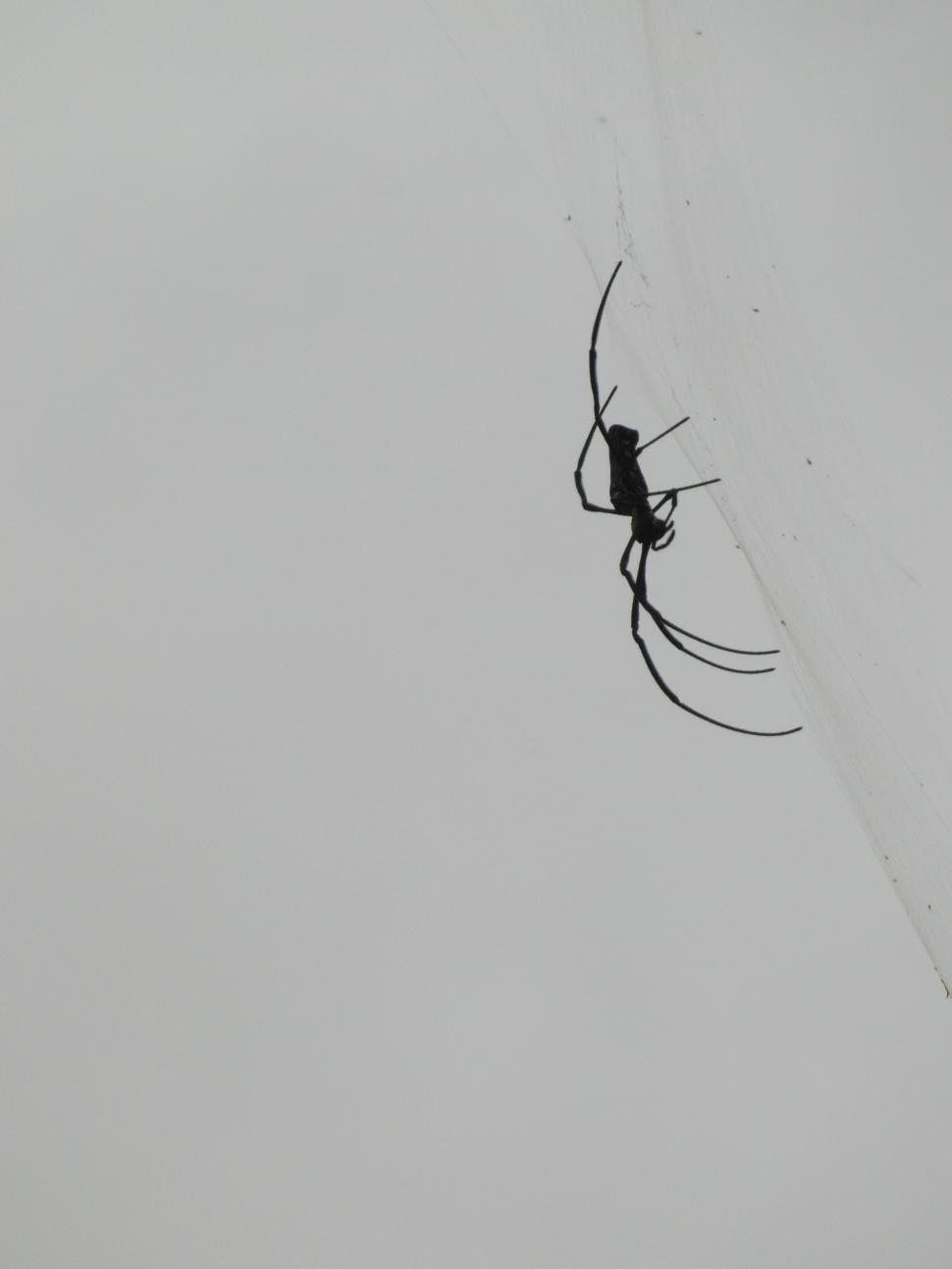 Free Image of Spider 
