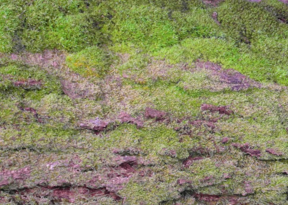 Free Image of Mossy Bark Background 