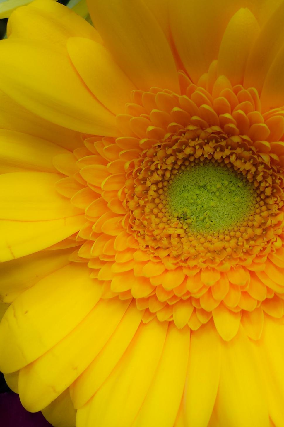 Free Image of Flower 