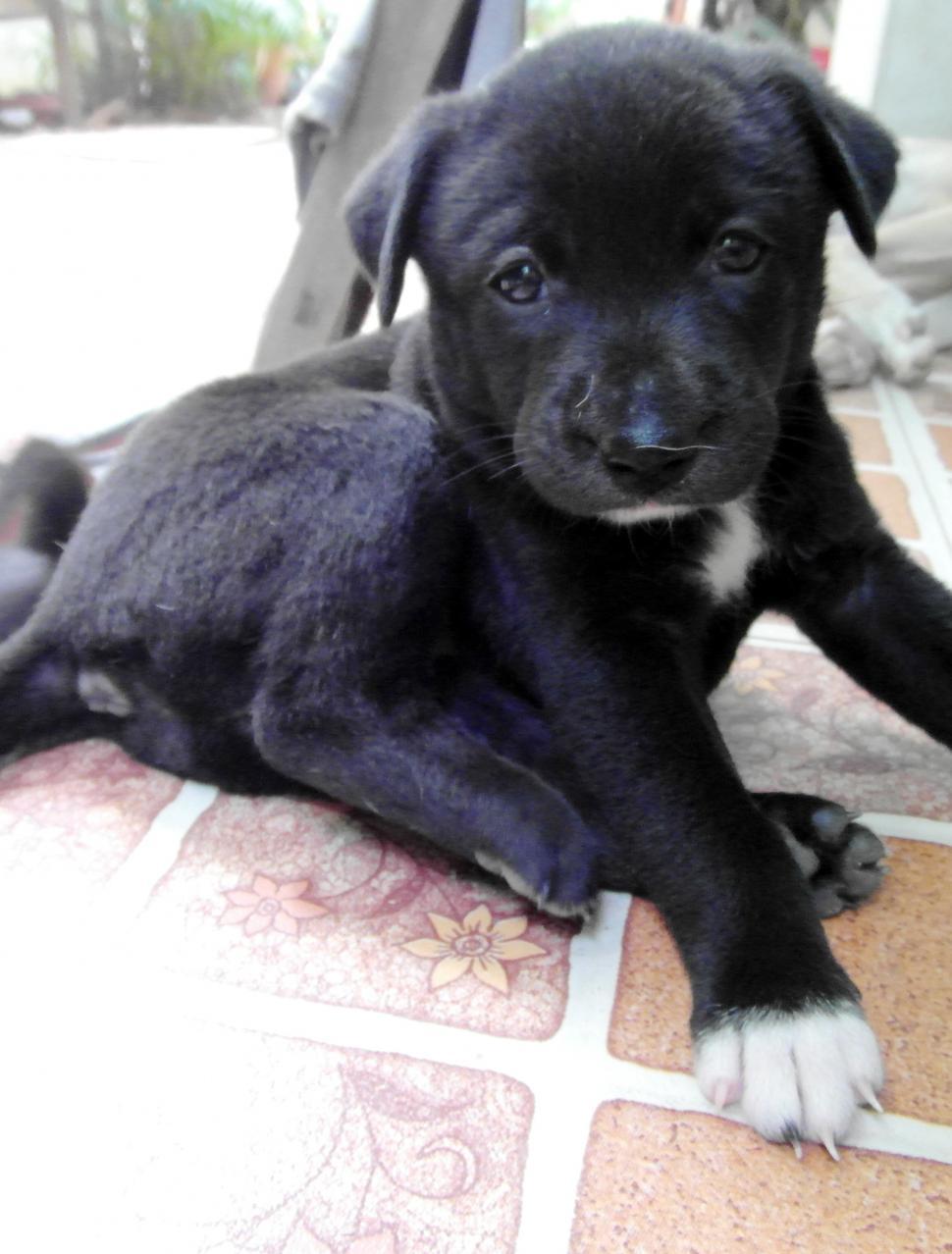 Free Image of Cute Puppy 