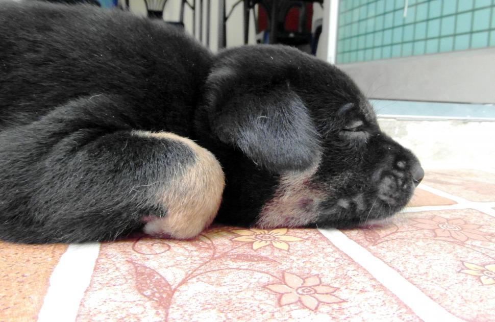 Free Image of Cute Puppy 