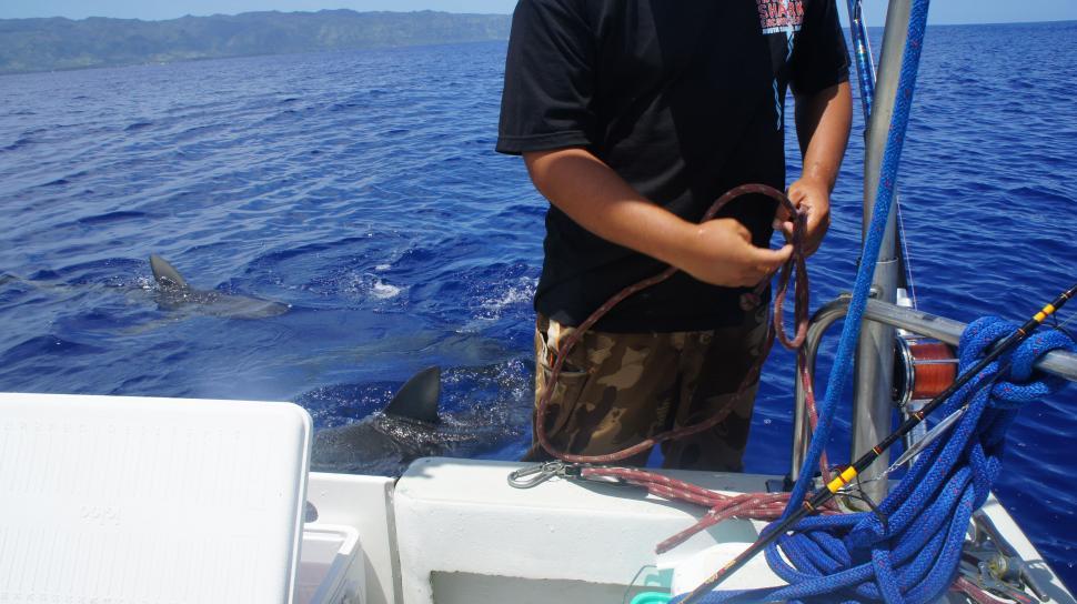Free Image of Sharks by the Boat 