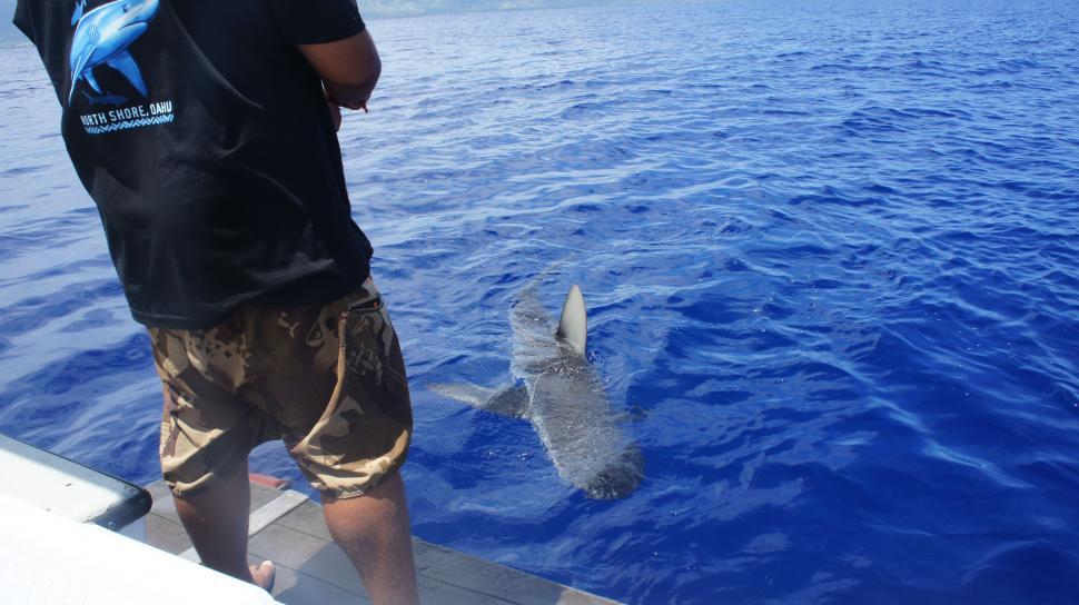 Free Image of Sharks by the Boat 