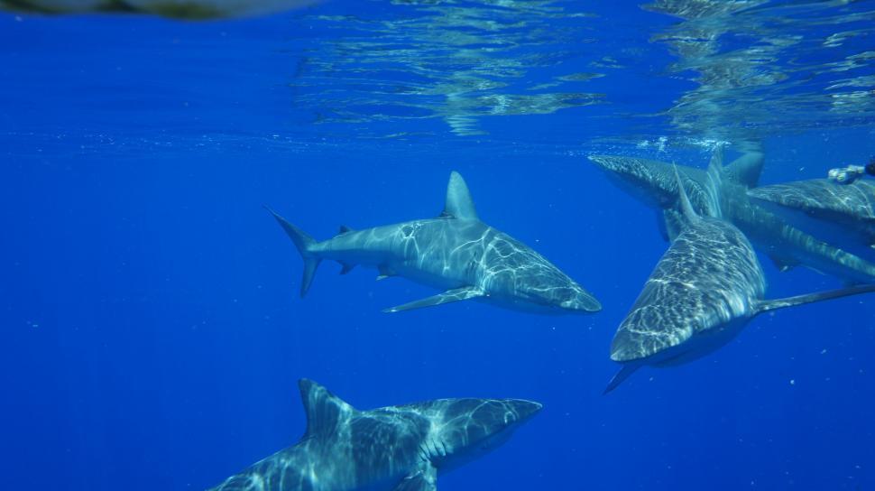 Free Image of Sharks Swimming Underwater 