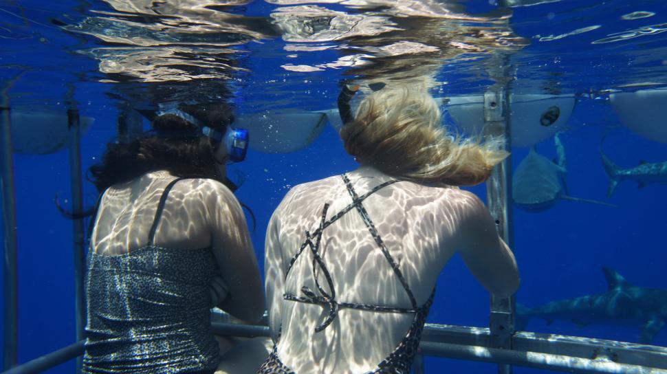 Free Image of Swimming with Sharks 