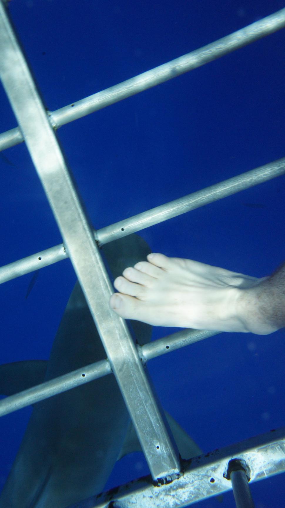 Free Image of Swimming with the Sharks 