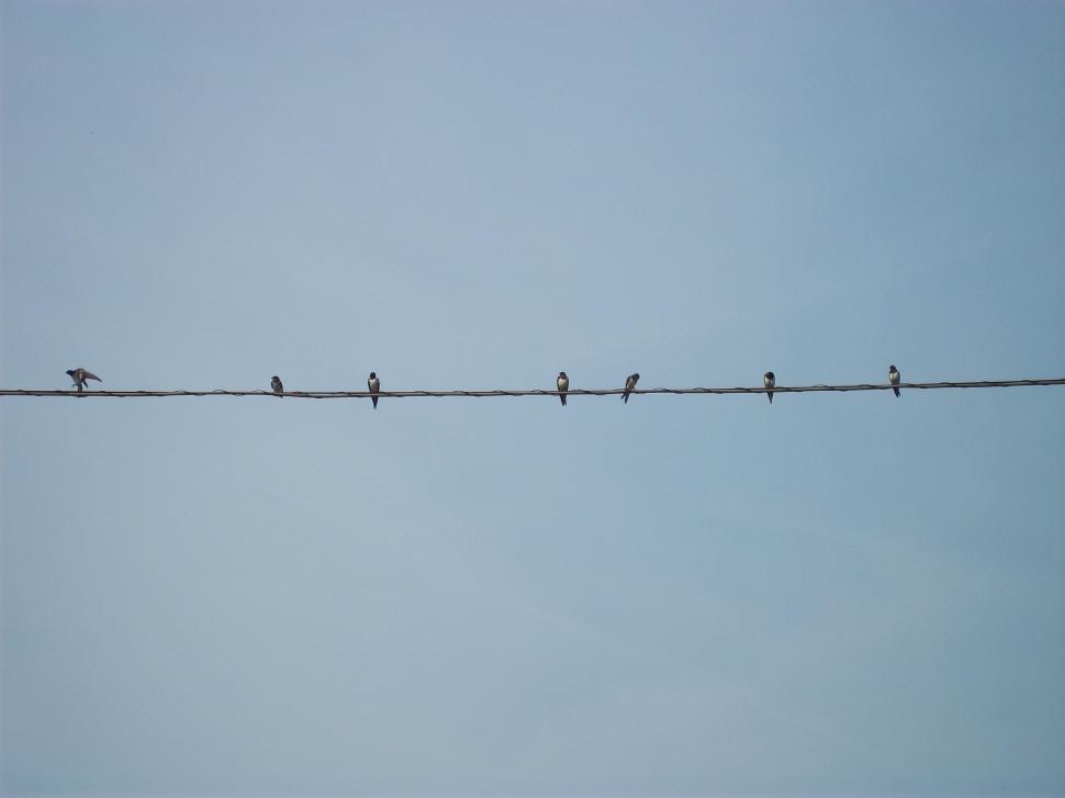 Free Image of volatili in attesa 