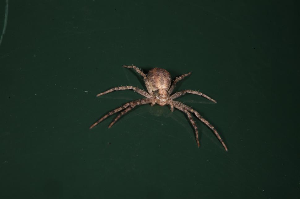 Free Image of Spider macro on green 