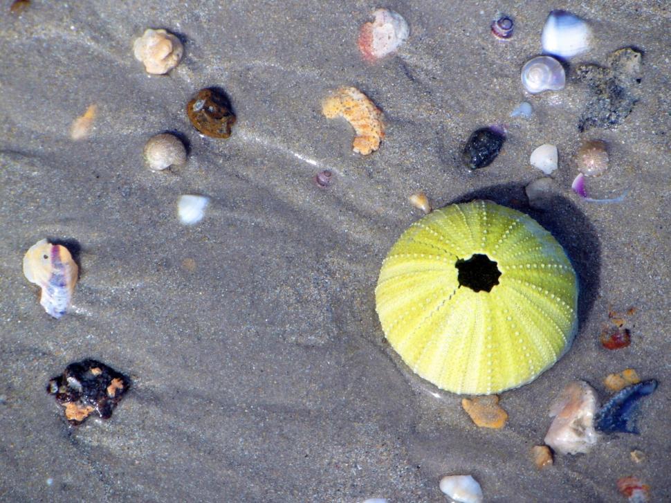 Free Image of Sea shells and urchin with sand as background 