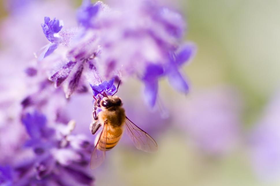 Free Image of bee 