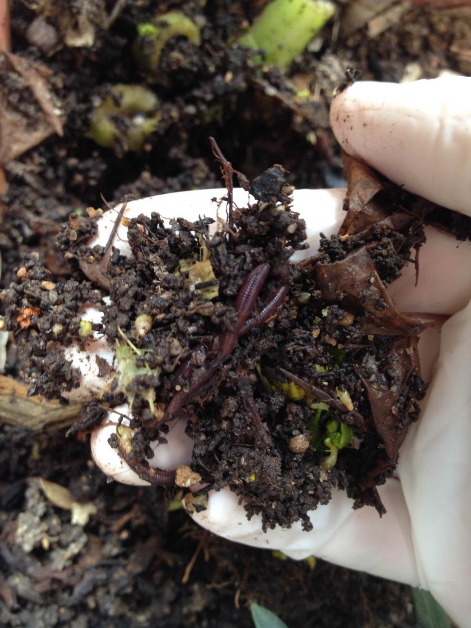 Free Image of earthworm 