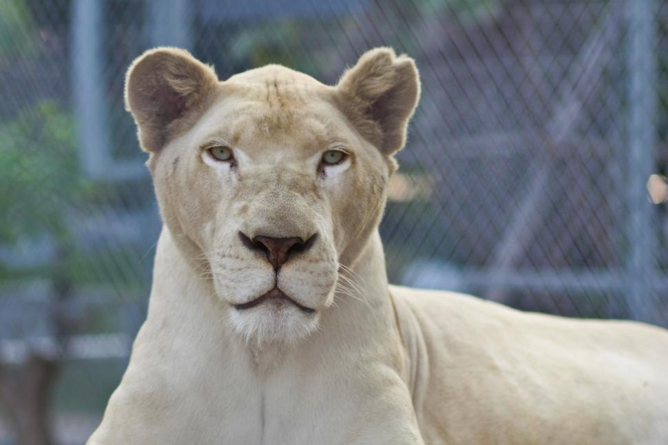 Free Image of Female Lion 