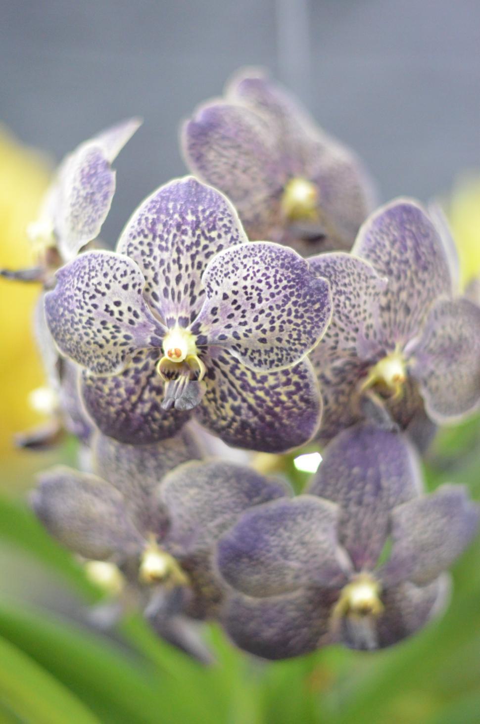 Free Image of Close Up of a Bunch of Purple Flowers 