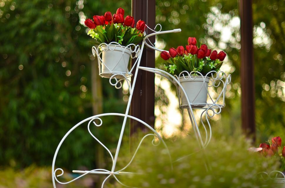 Free Image of A Bike of Rose 