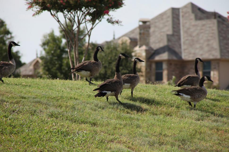 Free Image of Canadian Geese 