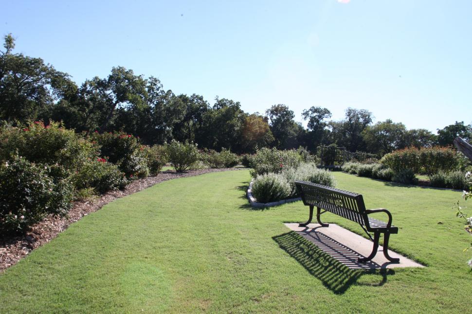 Free Image of Peaceful rose garden 