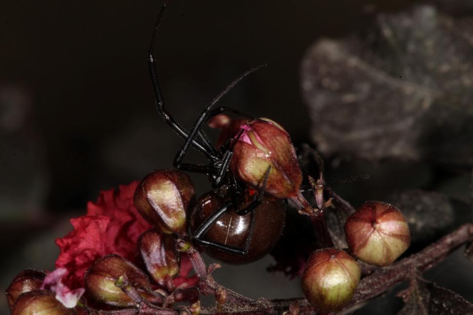 Free Image of Black Widow Spider 