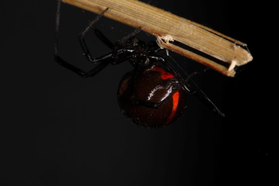 Free Image of Black Widow Spider 