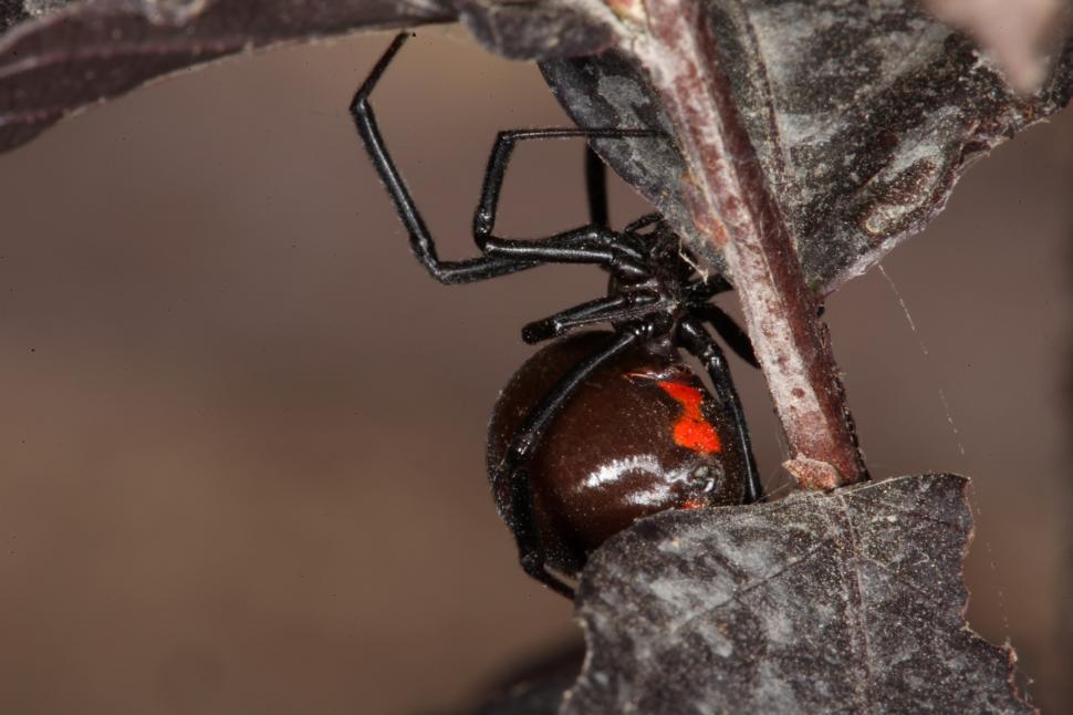 Free Image of Black Widow Spider 