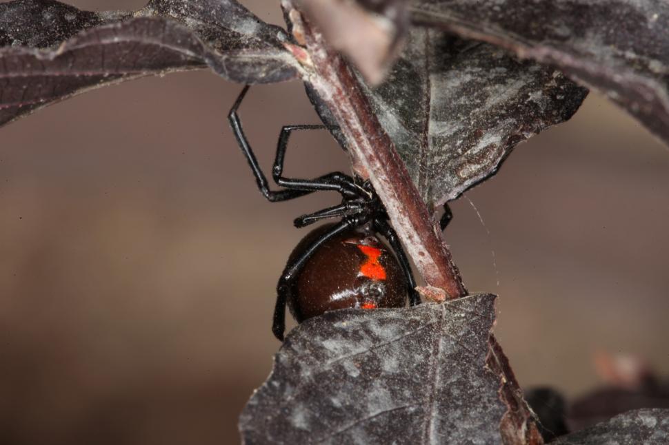Free Image of Black Widow Spider 