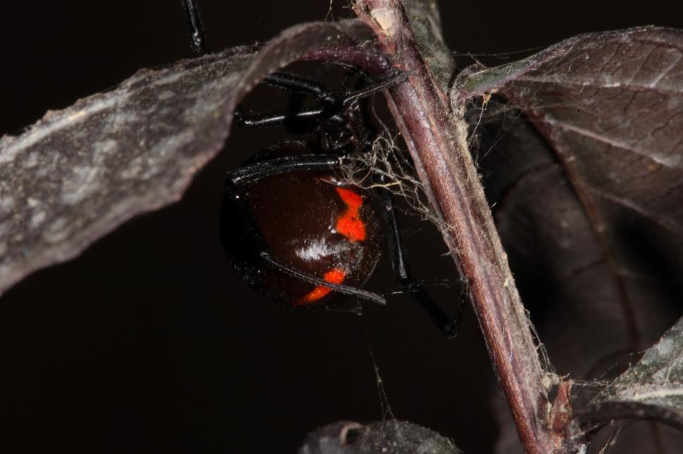 Free Image of Black Widow Spider 
