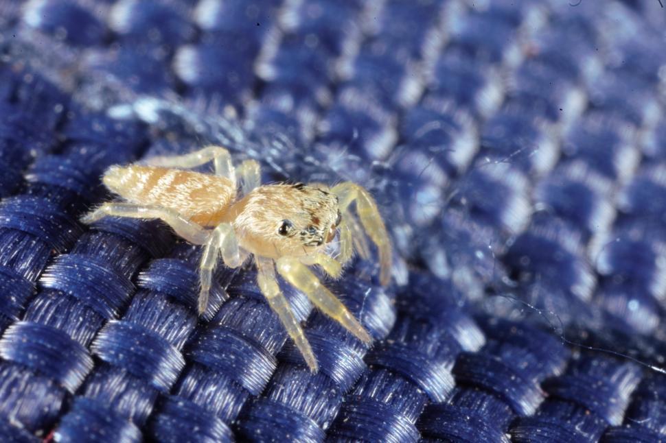 Free Image of Jumping Spider on Blue fiber 