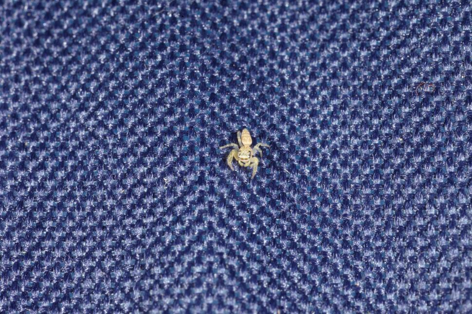 Free Image of Jumping Spider on Blue fiber 