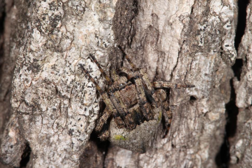 Free Image of Spider 