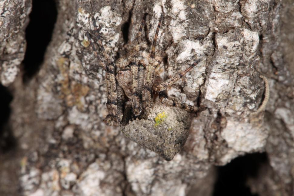 Free Image of Spider 