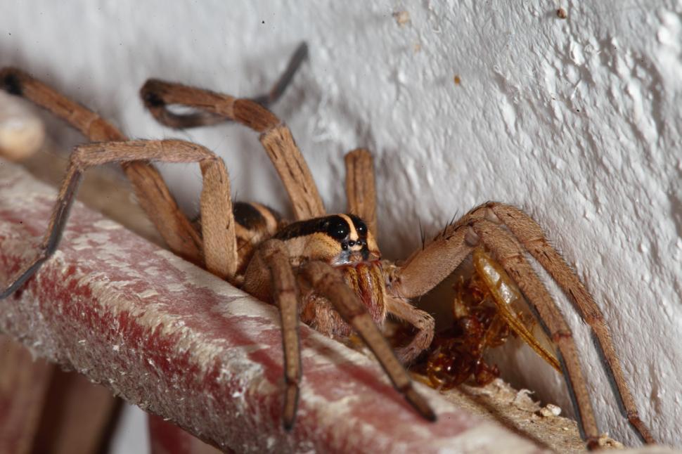 Free Image of Wolf Spider 