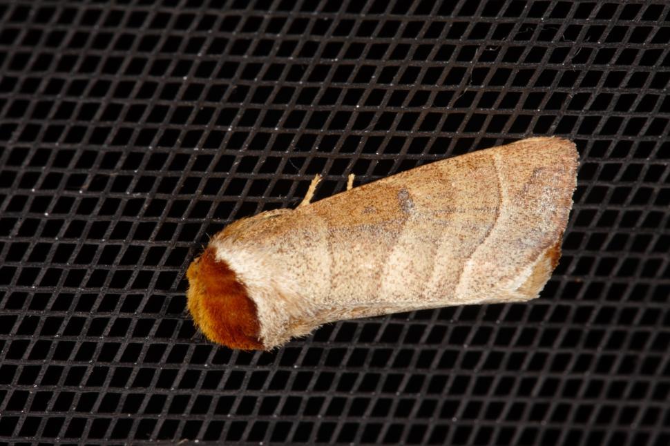 Free Image of Moth 