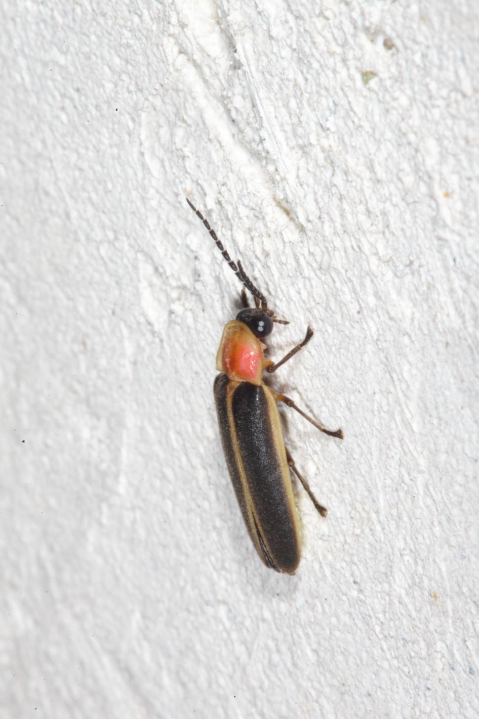 Free Image of Fireflies 