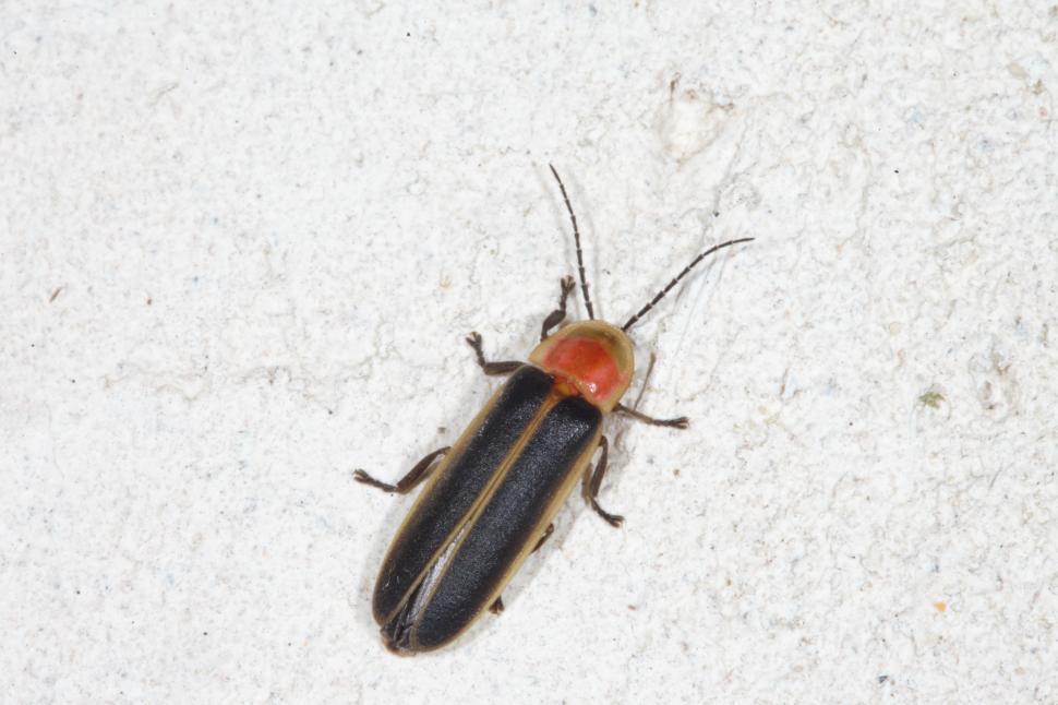 Free Image of Fireflies 