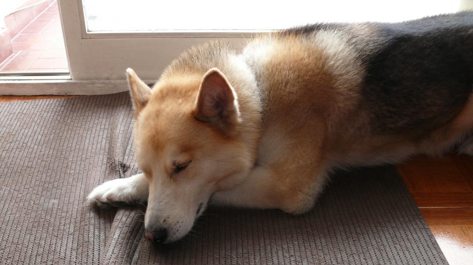 Free Image of Dog Laying Beside Door 
