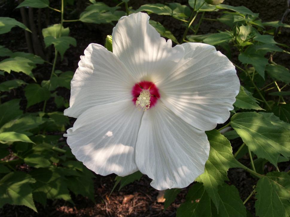 Free Image of Simply Beautiful 