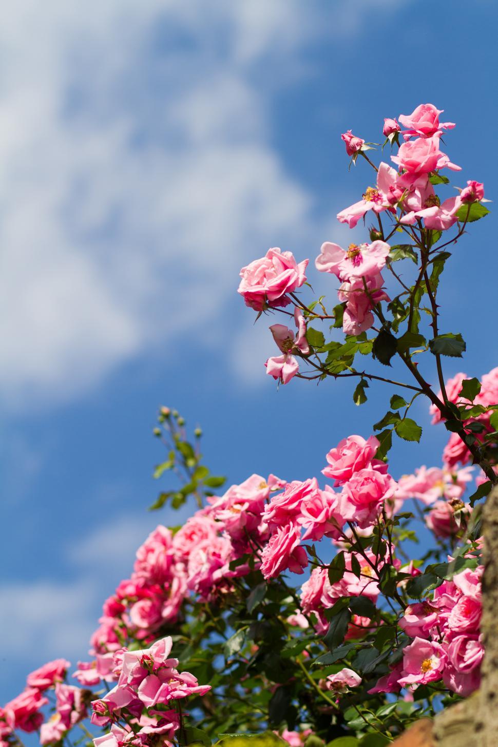 Free Image of Roses 