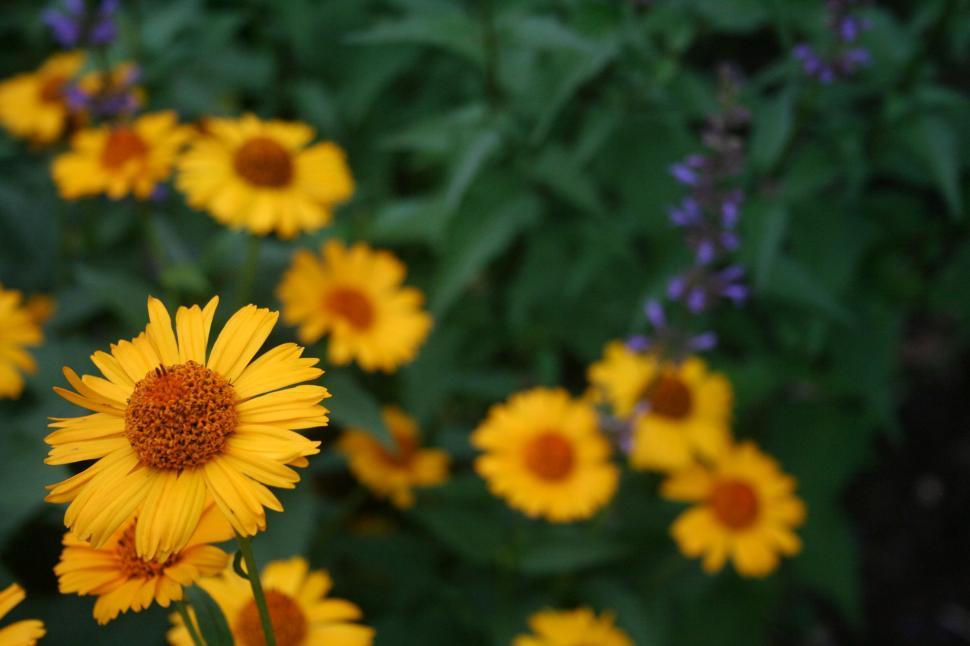 Free Image of Yellow Helenium 