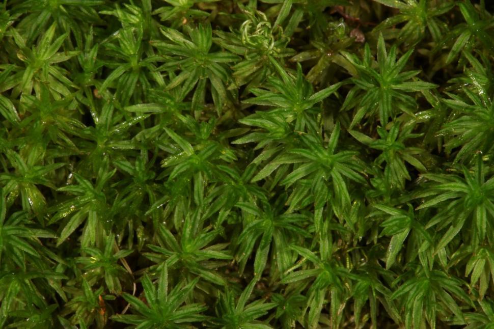 Free Image of Moss macro texture. 