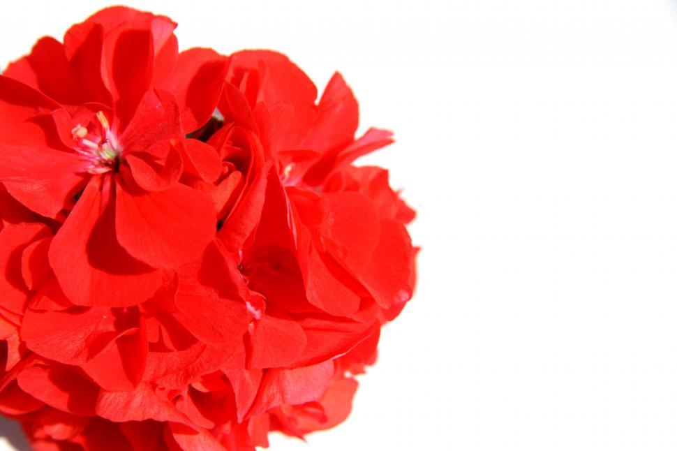 Free Image of Carnation on White 