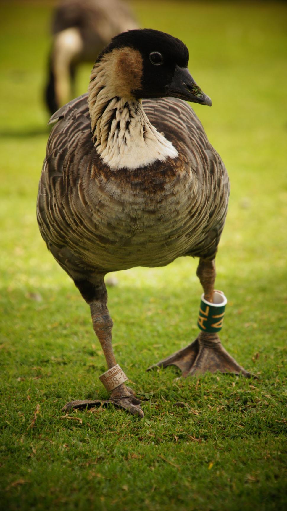 Free Image of Up Close With Ducks 
