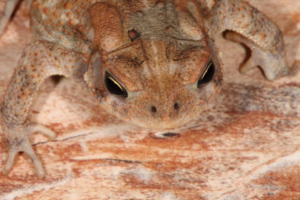 Free Image of Toad 