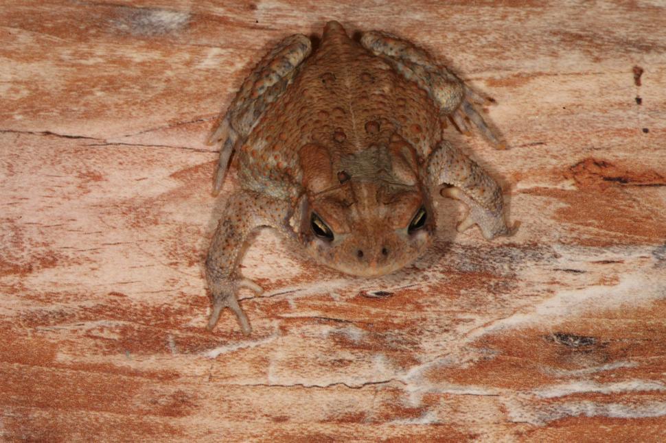 Free Image of Toad 