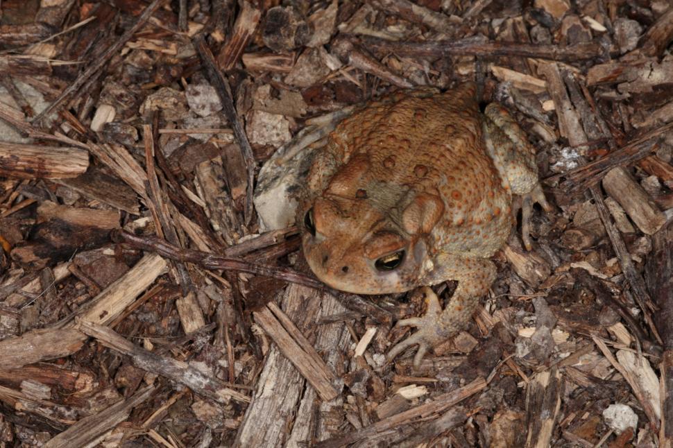 Free Image of Toad on rocks 