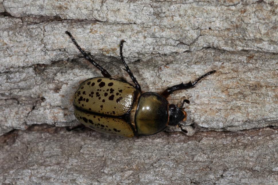 Free Image of Eastern Hercules Beetles 