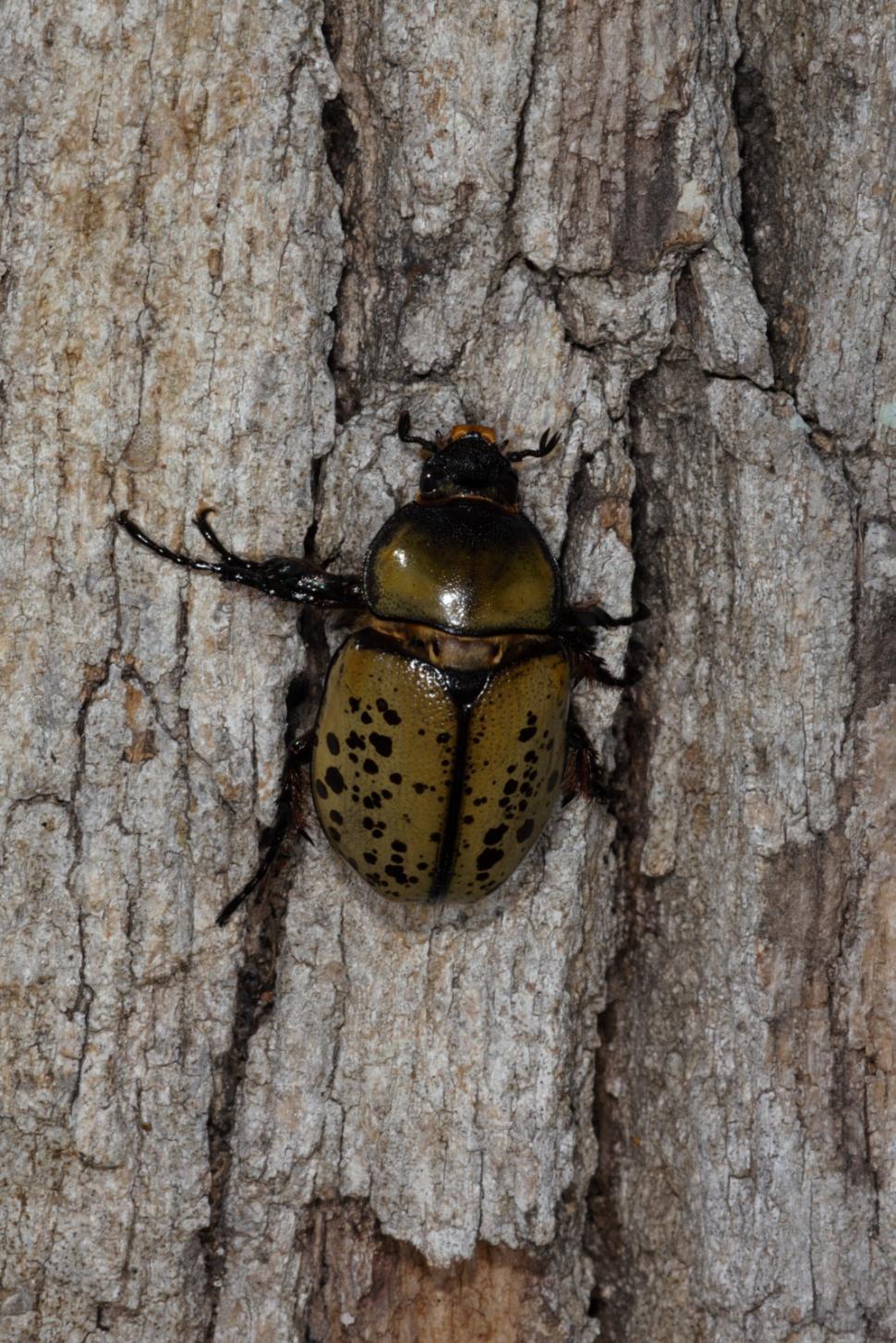 Free Image of Eastern Hercules Beetles 