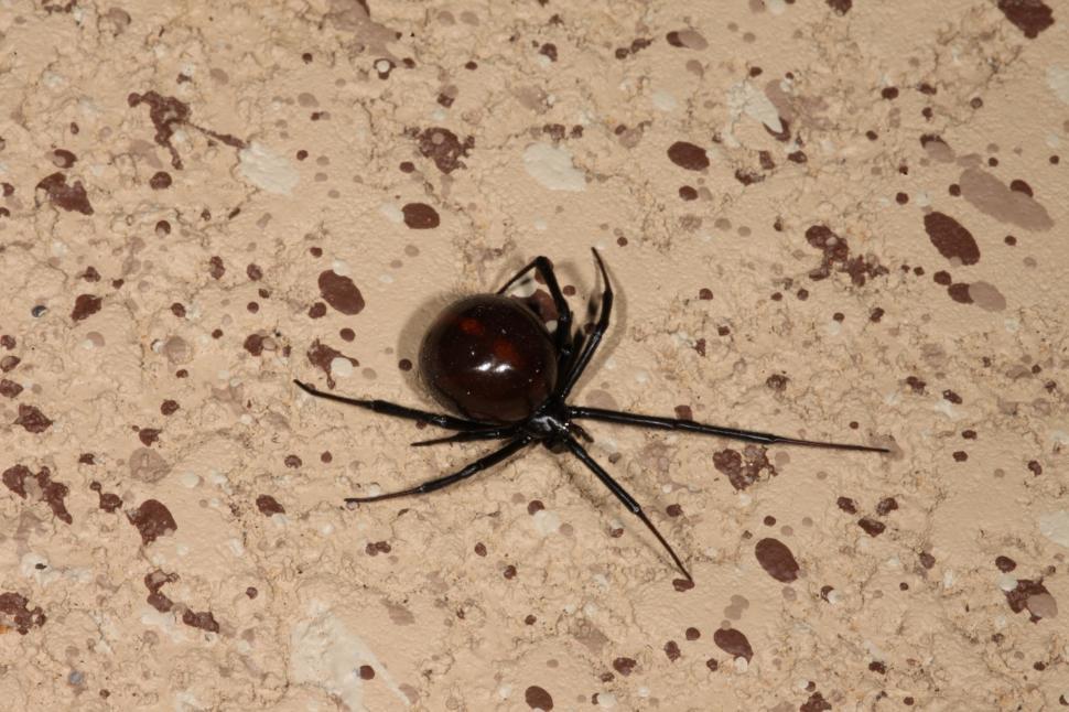 Free Image of Black Widow Spider 