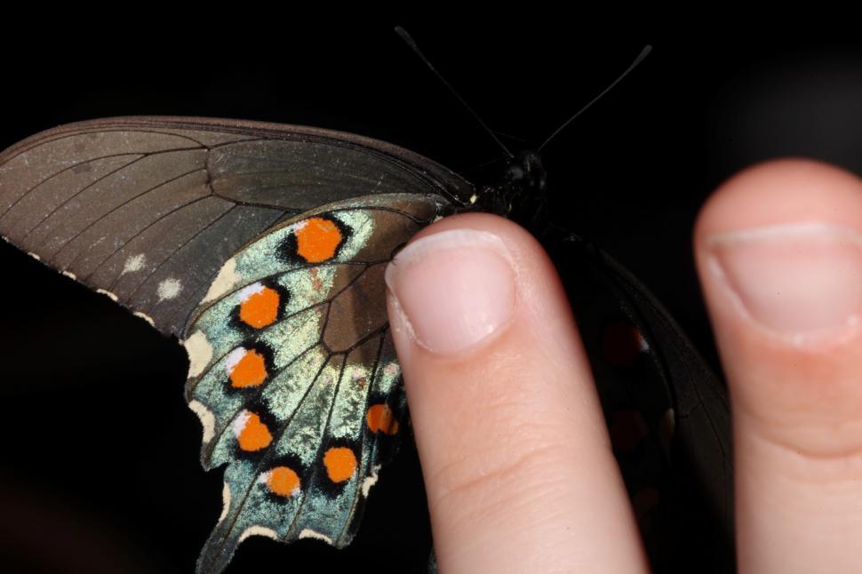 Free Image of Butterfly on a hand 