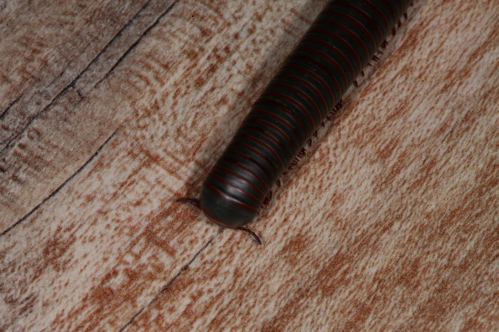 Free Image of Millipede macro 