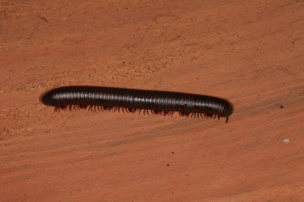 Free Image of Millipede macro 