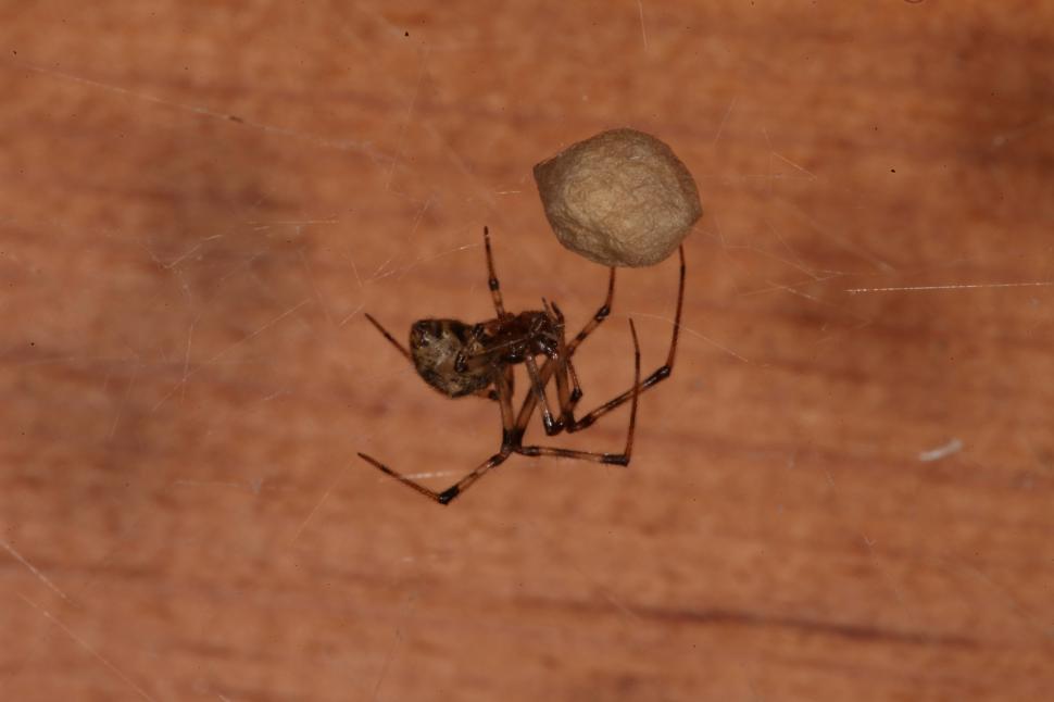Free Image of Spider macro 